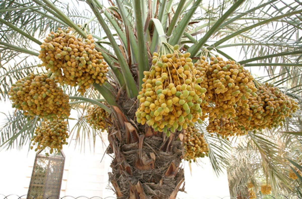 Kuwait to offer KD 1.5 support for each fruitful palm tree under new resolution