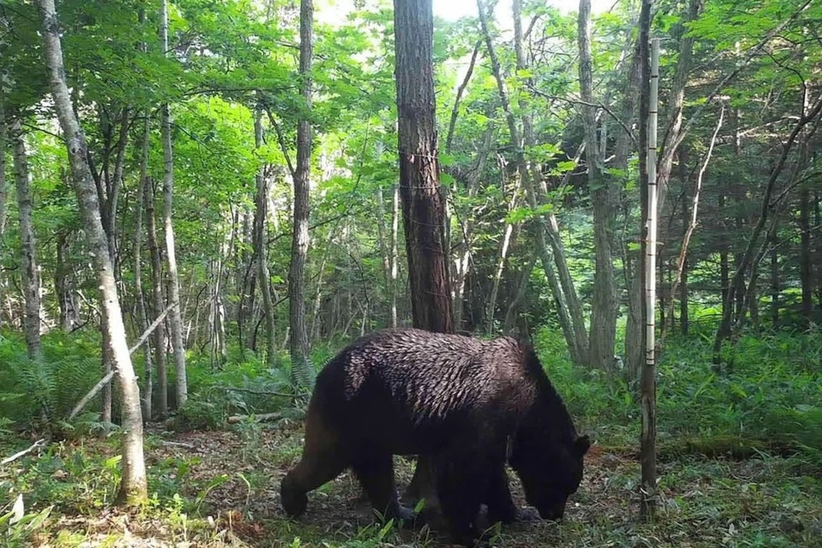 Bear attacks injure 2 in Japan's Akita