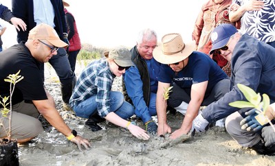 Kuwait plants 300 mangrove seedlings as part of coastal restoration initiative
