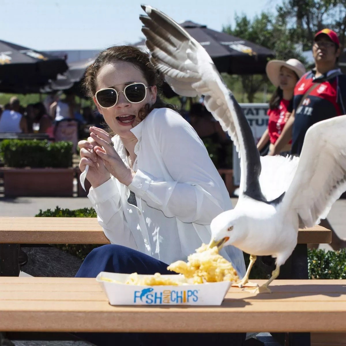 Food-snatching seagulls are more likely to leave you alone if you shout at them: researchers