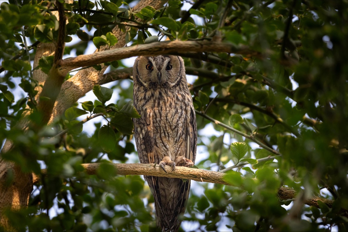 Kuwaiti photographer documents rare birds during winter migration