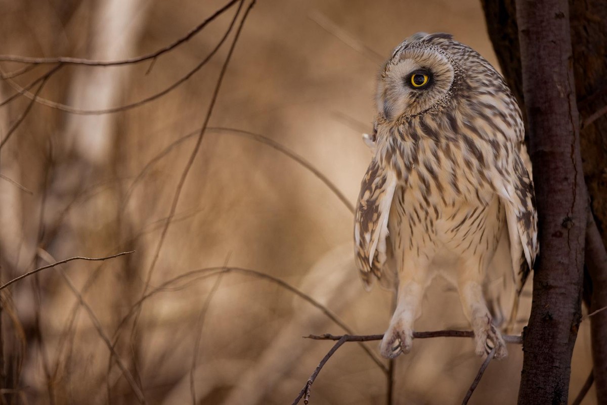 Kuwaiti photographer documents rare birds during winter migration