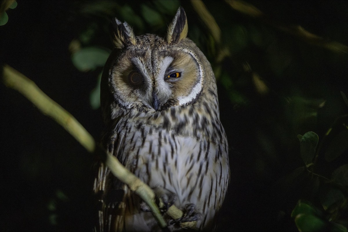 Kuwaiti photographer documents rare birds during winter migration