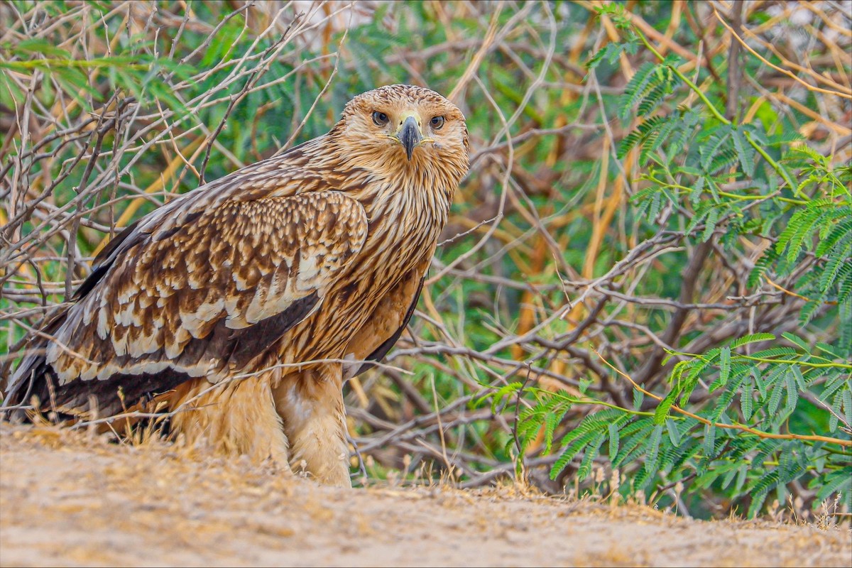 Kuwaiti photographer documents rare birds during winter migration
