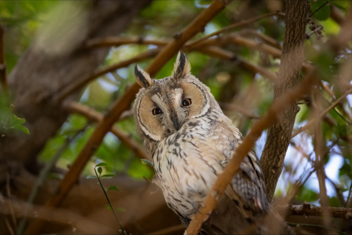 Kuwaiti photographer documents rare birds during winter migration