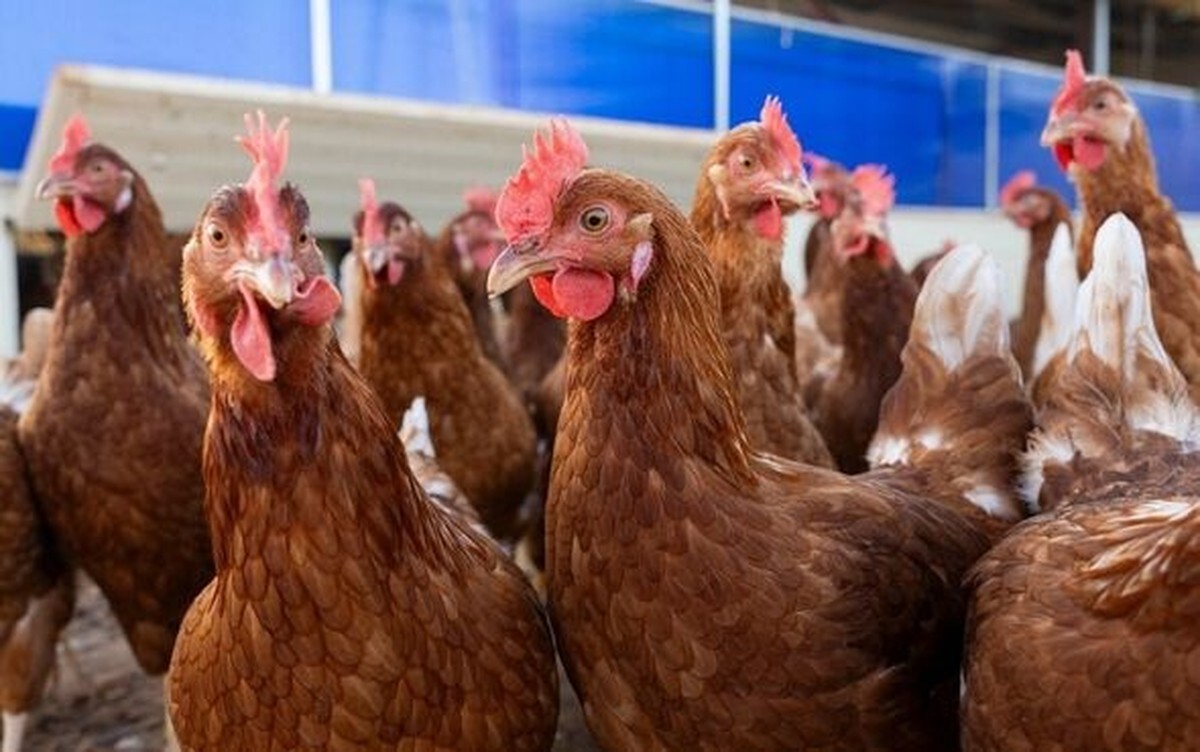 US records first human fatality from rare H5N5 bird flu