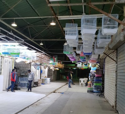 Kuwait authorities renew call to relocate bird market over public health concerns