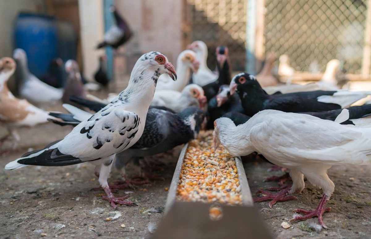 Thief Steals 40 Valuable Pigeons