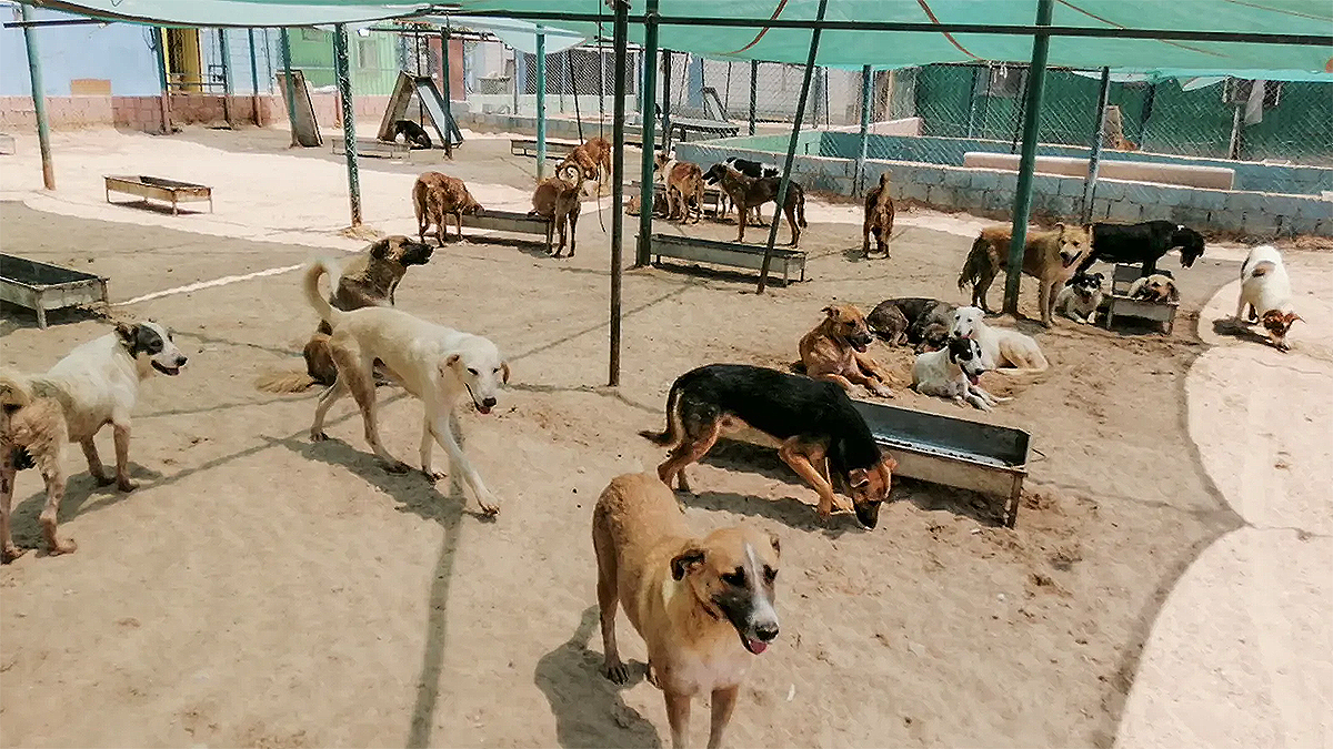 Kuwait bans commercial import of pets