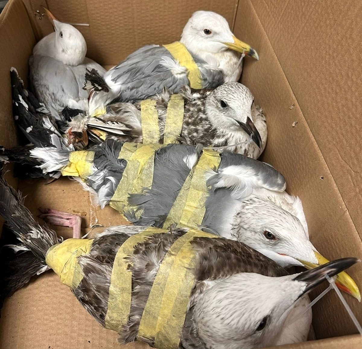 Illegal Wildlife Hunting in Kuwait Leads to Seizure of 17 Seagulls
