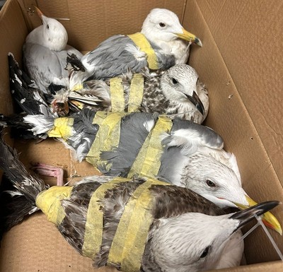 Illegal Wildlife Hunting in Kuwait Leads to Seizure of 17 Seagulls