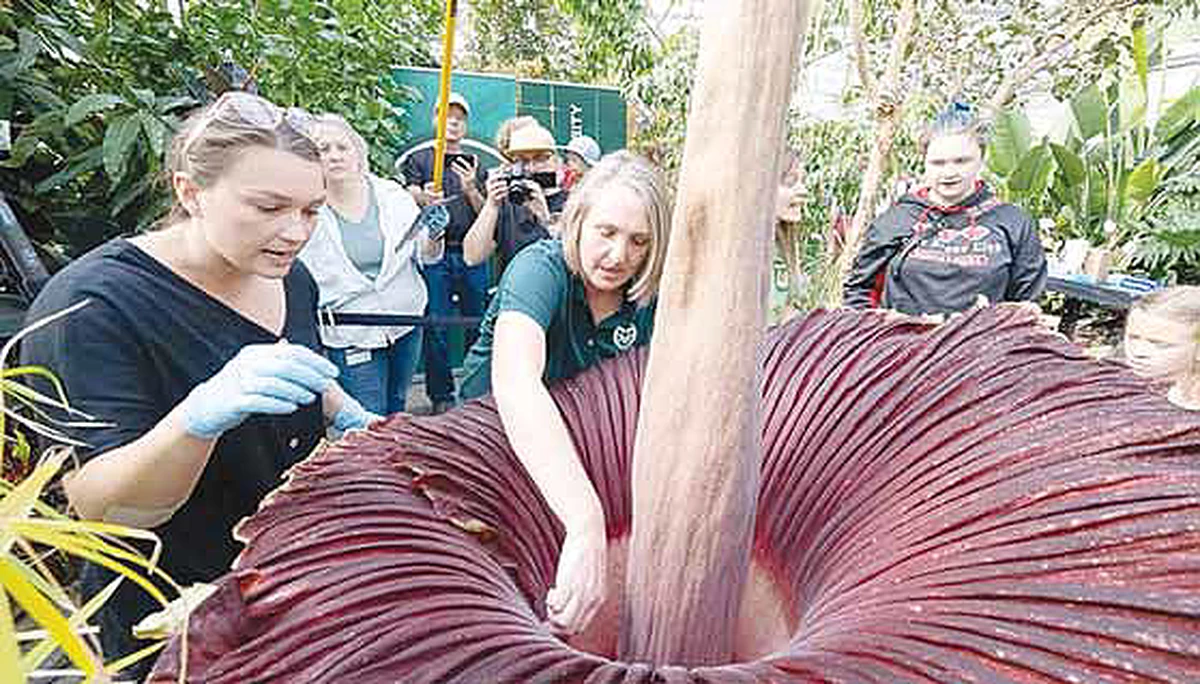 How corpse plant produces its terrible smell and why female flowers do most of the work