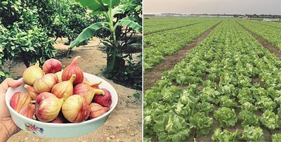 Kuwaiti farmers successful in growing fruit variety under controlled environs