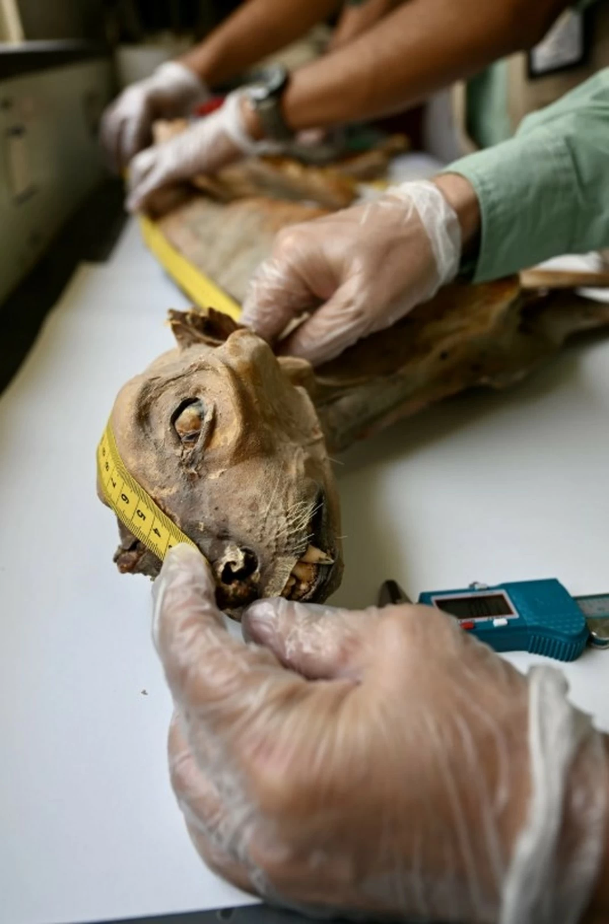 Saudi Caves Yield Mummified Cheetahs From Lost Populations