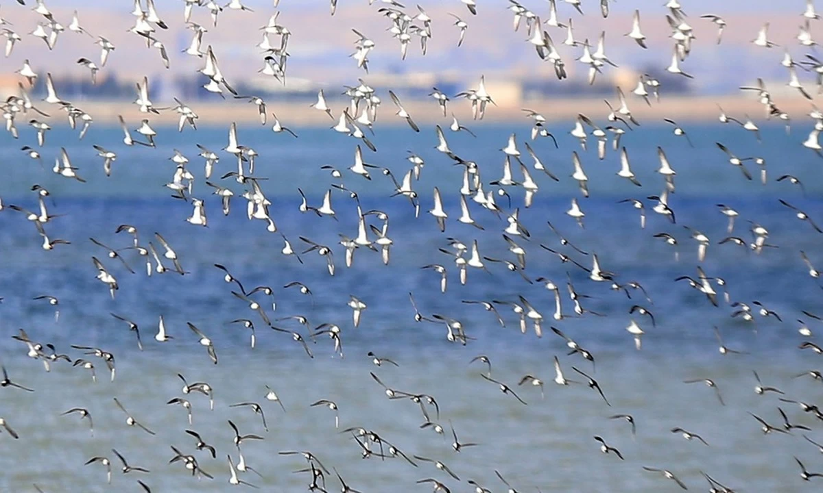 KEPS Winter Bird Count captures a rich diversity of species