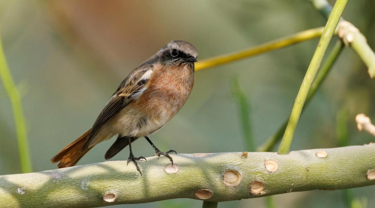 Five new bird species recorded in Kuwait, bringing the total to 424