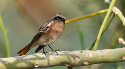 Five new bird species recorded in Kuwait, bringing the total to 424 ...
