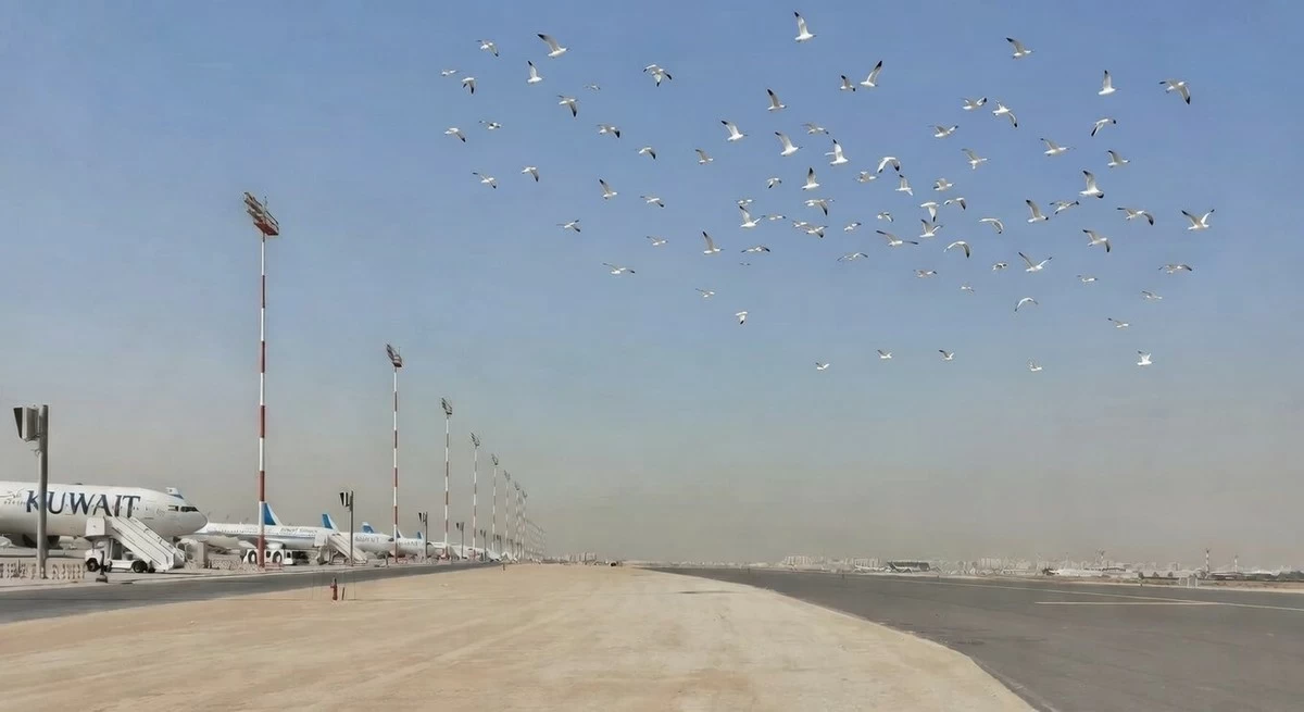 Birds near Kuwait airport pose a major threat