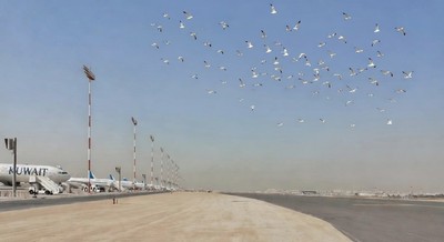 Birds near Kuwait airport pose a major threat