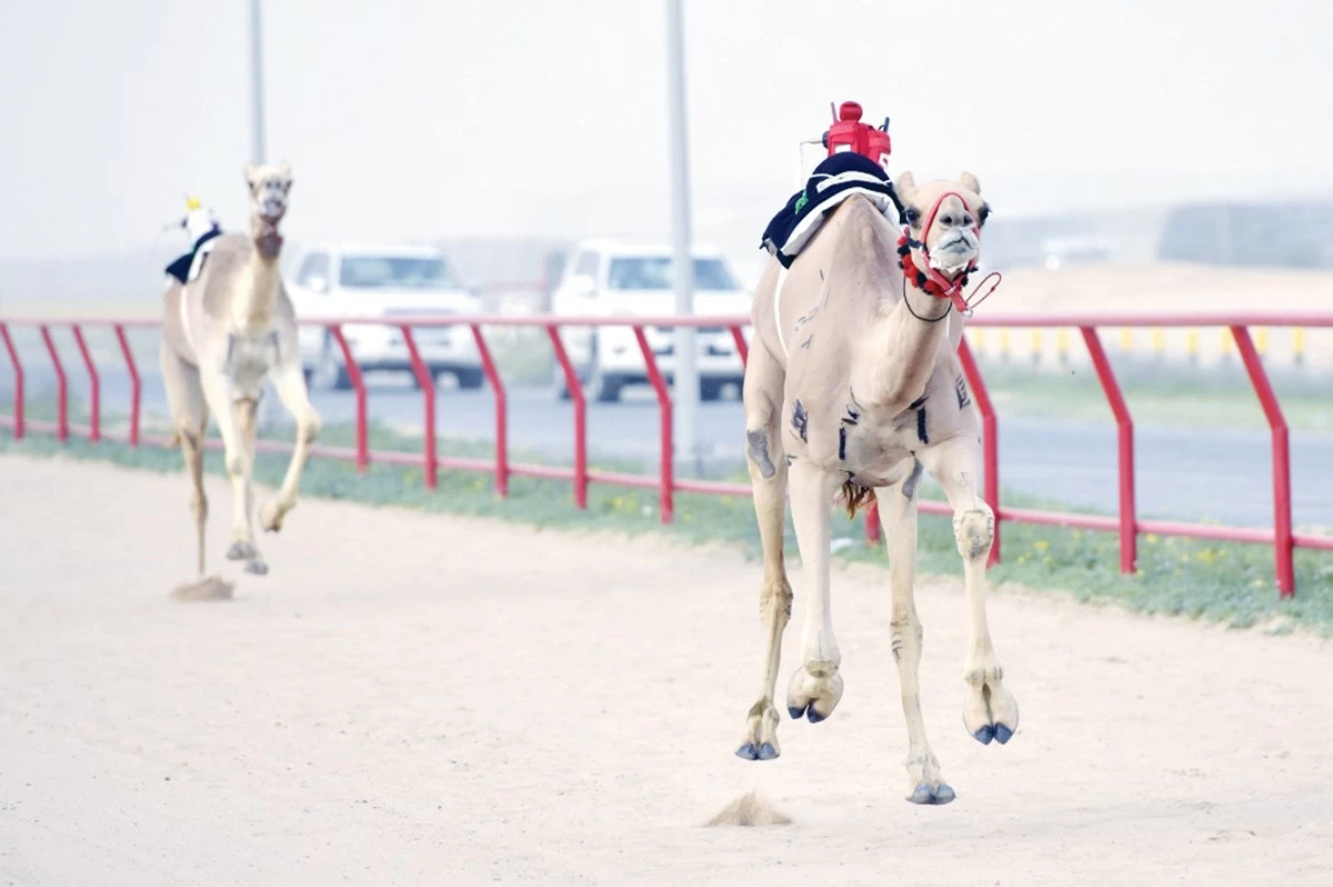 Kuwait International Camel Racing Championship concludes successfully