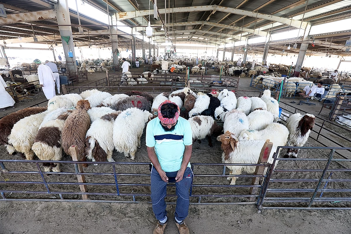 Ramadan Rush Sends Livestock Prices to Record Highs in Kuwait