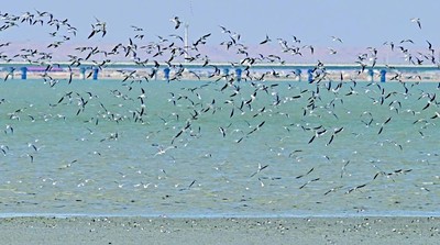 Kuwait Warns Against Using Drones to Film Birds at Sulaibikhat Beach