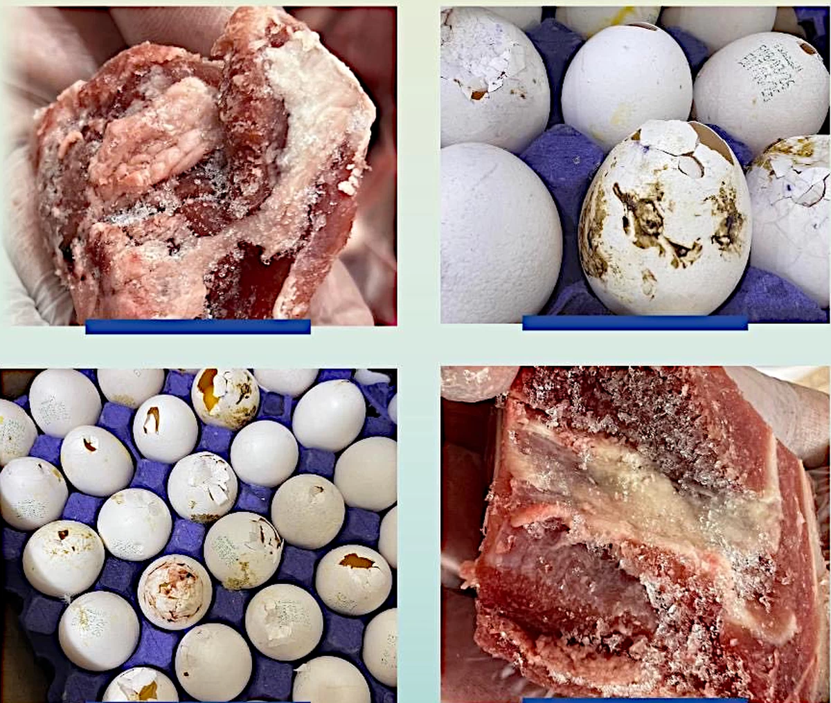 Kuwait Crackdown on Rotten Food, Issue 14 Violations