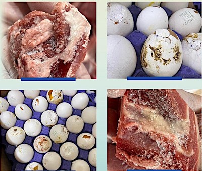 Kuwait Crackdown on Rotten Food, Issue 14 Violations