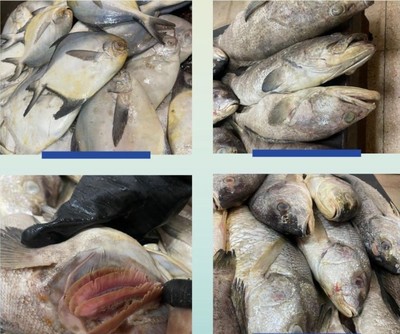 92 kg of Rotten Fish Seized in Kuwait Capital Governorate