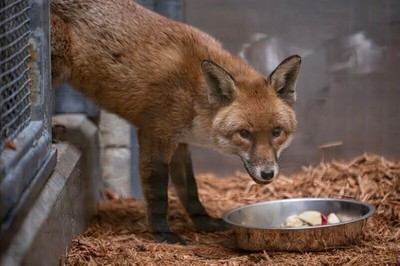 Red fox stows away on a cargo ship, travelling from England to US