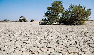Drought threatens myrrh tree key to luxury perfumes and African incomes