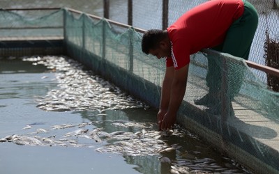 Polluted Tigris Water Kills Hundreds of Tons of Fish in Iraq’s Wasit Province