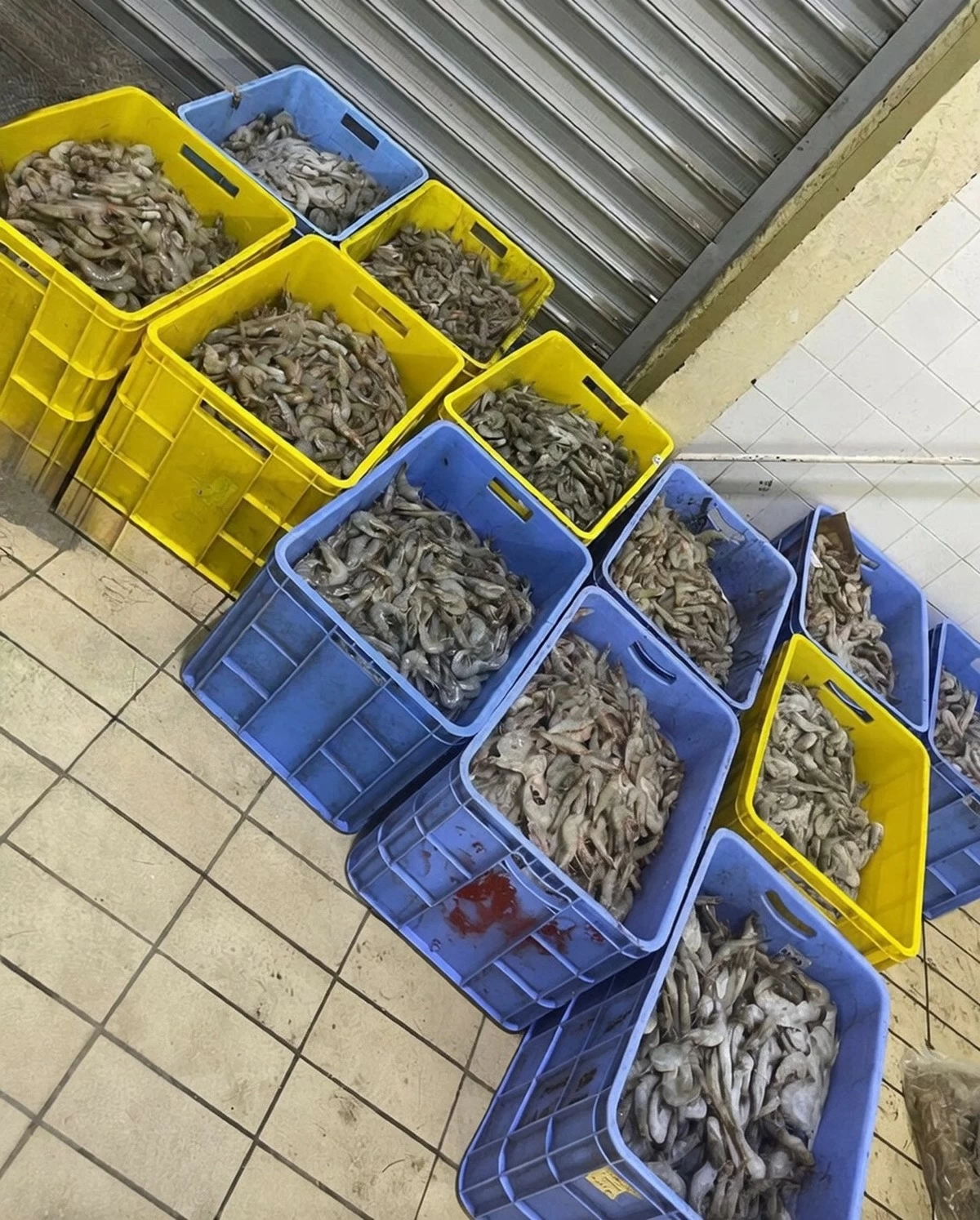Kuwait authorities seize rotten seafood in Doha Industrial Area