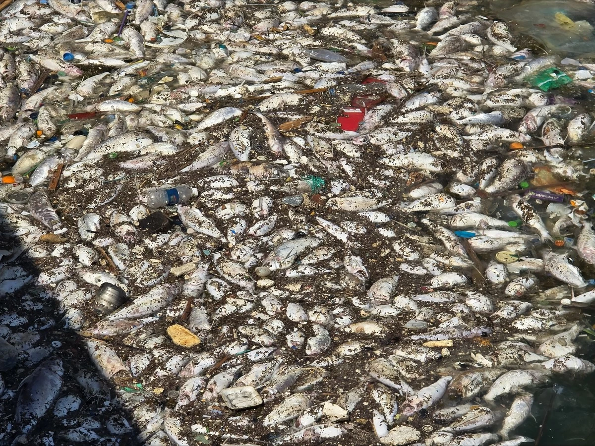 Kuwait Diving Team cleans marine waste as Kuwait marks Earth Day initiatives