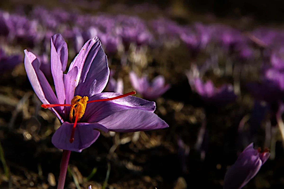 Internet Shutdown Disrupts Iran&rsquo;s Saffron Exports as Digital Blackout Enters 60th Day