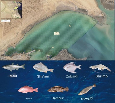 Kuwait Bay Ranked World’s Second-Largest Fish Breeding Ground