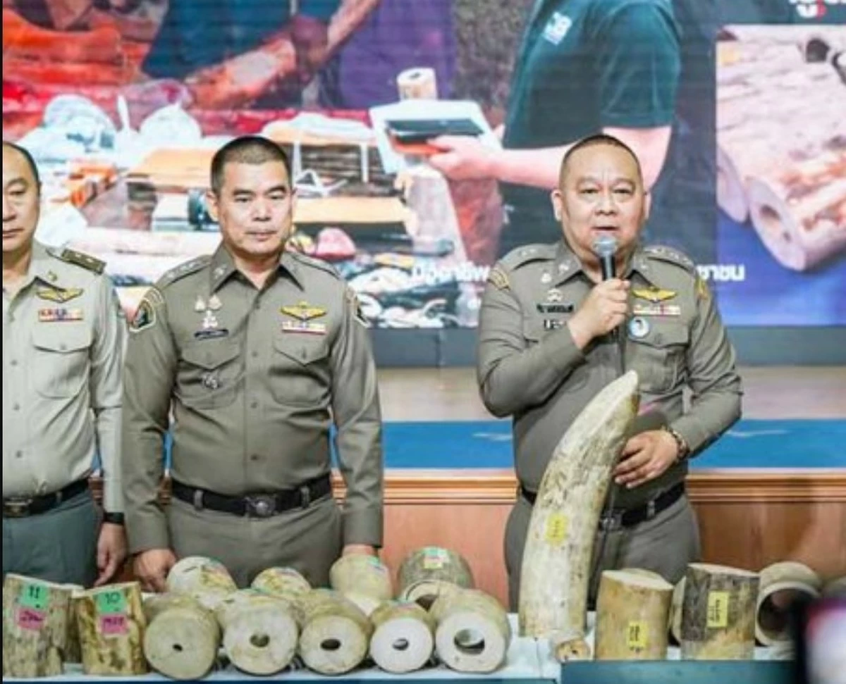 9 Arrested in Thailand After Largest Ivory Haul in 10 Years