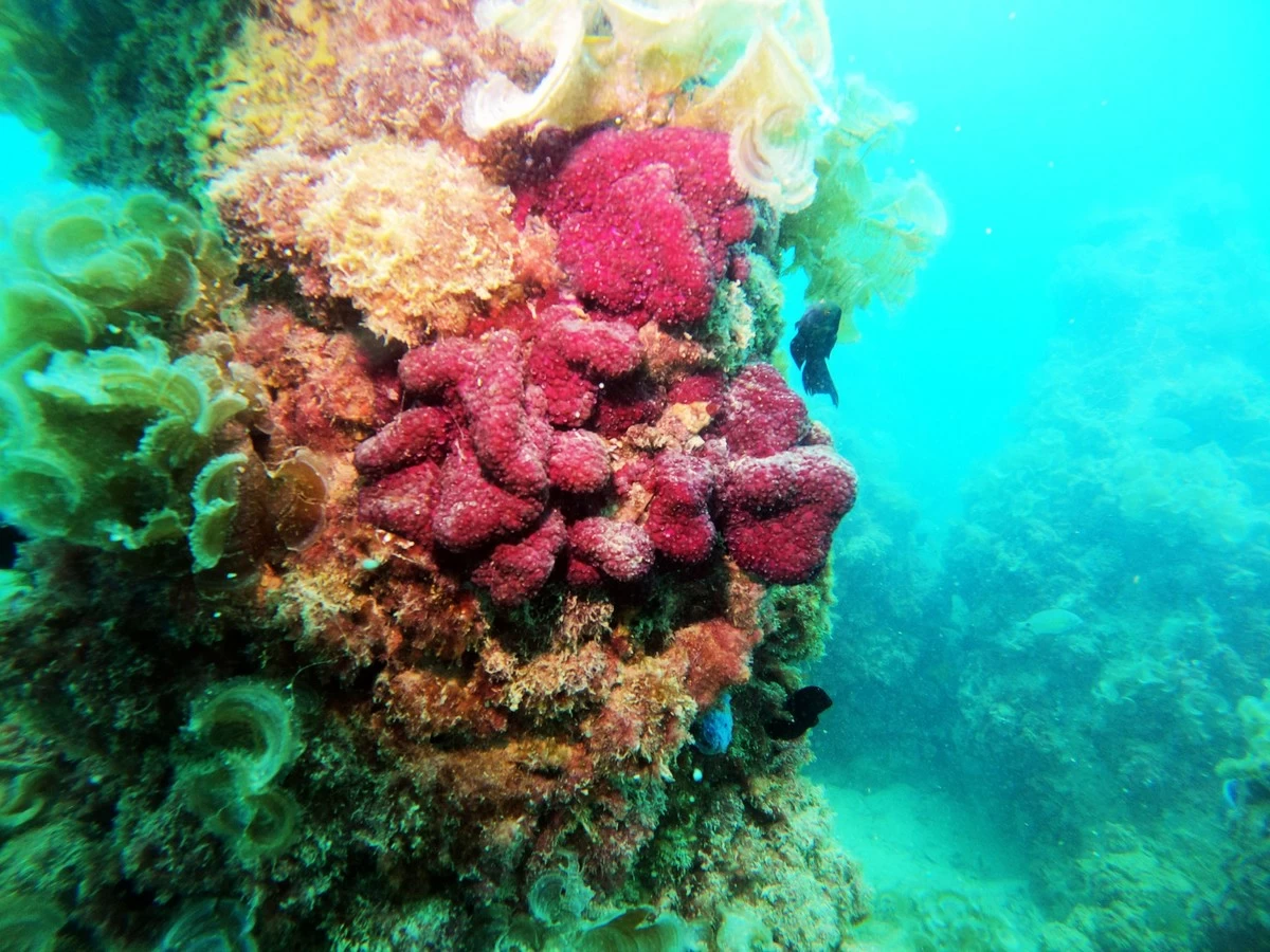 Jaber Reserve thriving with marine life