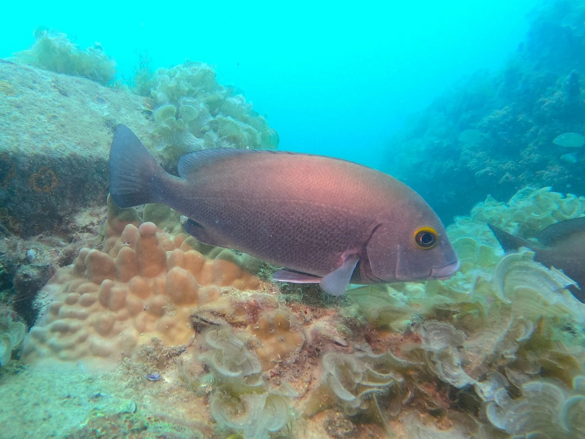 Jaber Reserve thriving with marine life