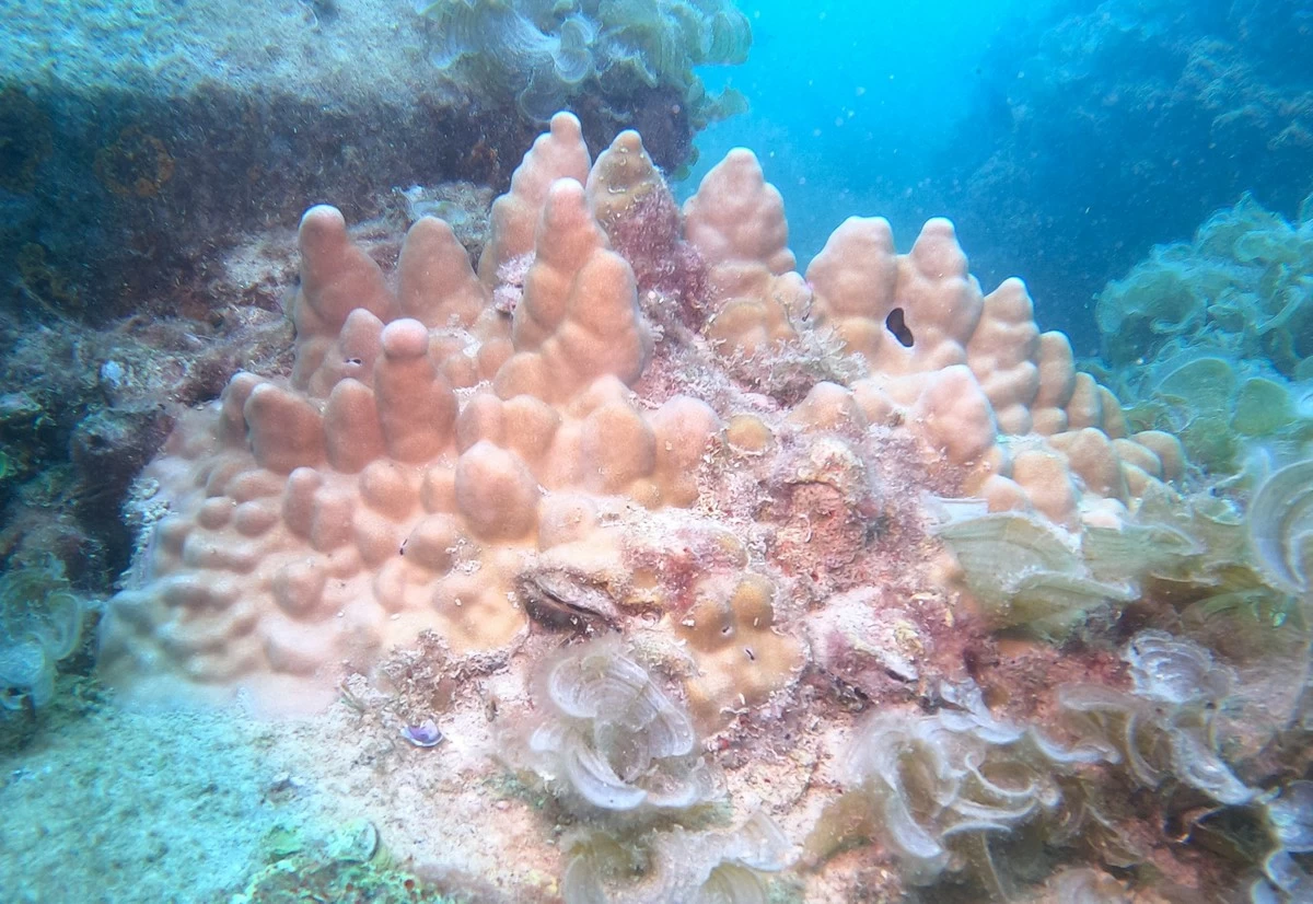 Jaber Reserve thriving with marine life