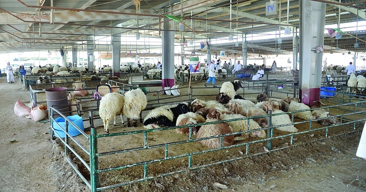 Sheep prices spiral to KD200 for local breed