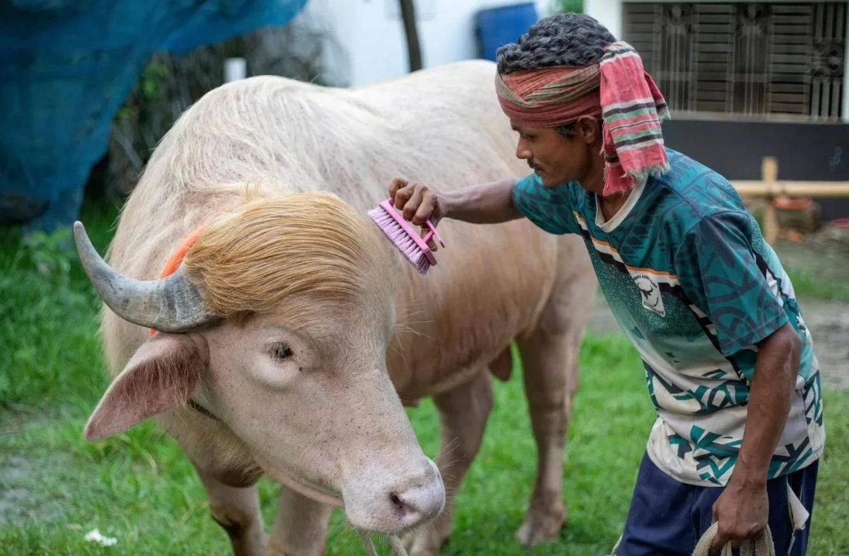 Rare Albino Buffalo Named &ldquo;Donald Trump&rdquo; Seized in Bangladesh Ahead of Eid Sacrifice
