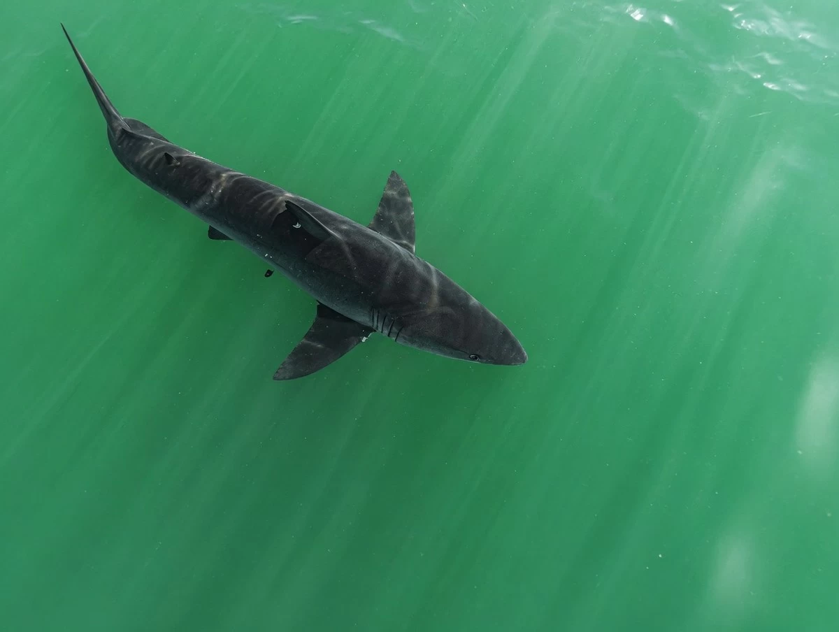 11-Year-Old Girl Injured in Suspected Shark Attack at Al Zour Beach