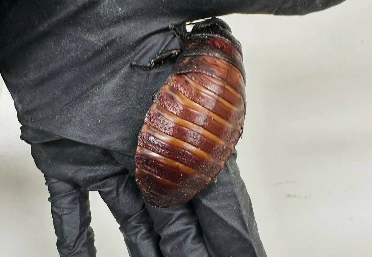 Man Arrested in Australia With 100,000 Illegal Cockroaches in Major Pest Trafficking Case