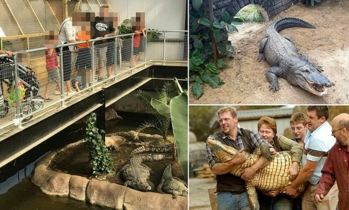 3-Year-Old Boy Thrown Into Crocodile Pit by a Stranger