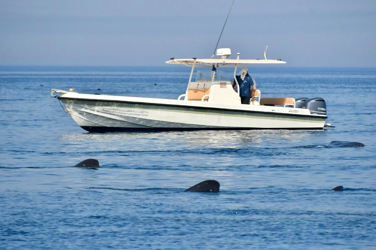 Rare Marine Giants Under Watch as Qatar Inspects Whale Shark Habitat