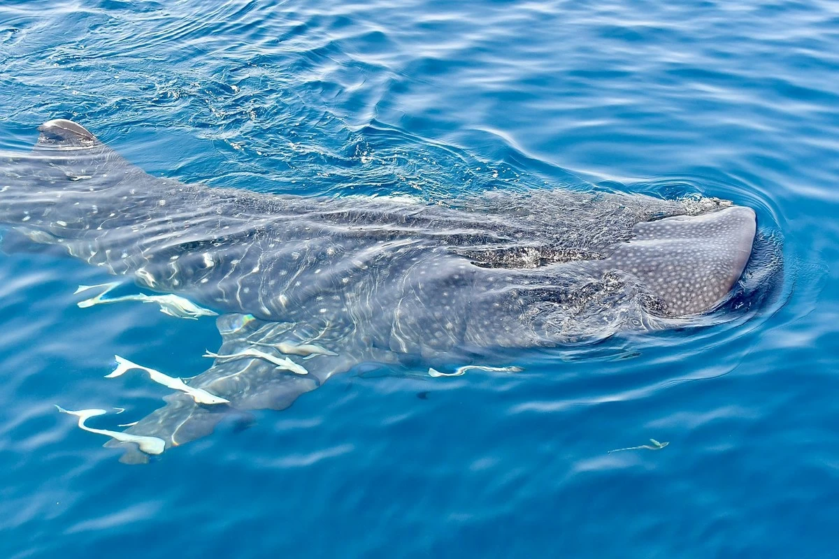Rare Marine Giants Under Watch as Qatar Inspects Whale Shark Habitat