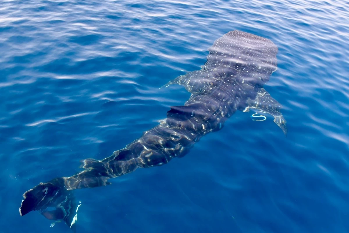 Rare Marine Giants Under Watch as Qatar Inspects Whale Shark Habitat