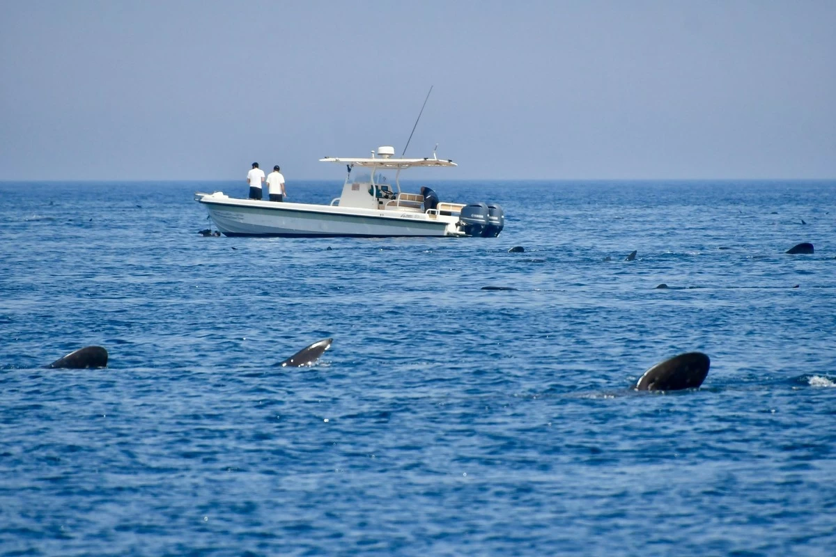 Rare Marine Giants Under Watch as Qatar Inspects Whale Shark Habitat