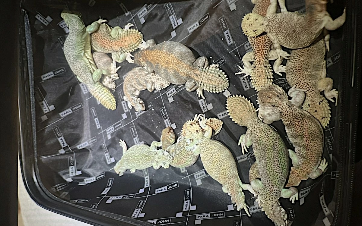 Endangered Omani Lizard Smuggling Attempt Foiled at Muscat Airport